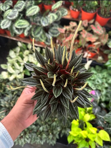 Peperomia rosso pot plant - pot",