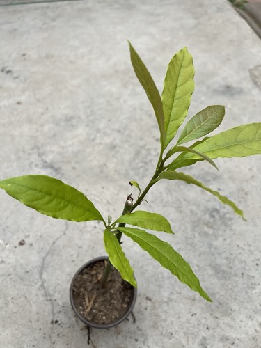 Avocado tree live plant - avocado, 15”
