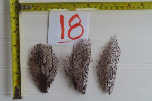 Natural sea fan - natural,