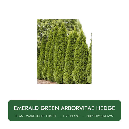 Emerald green arborvitae hedge - arborvitae,