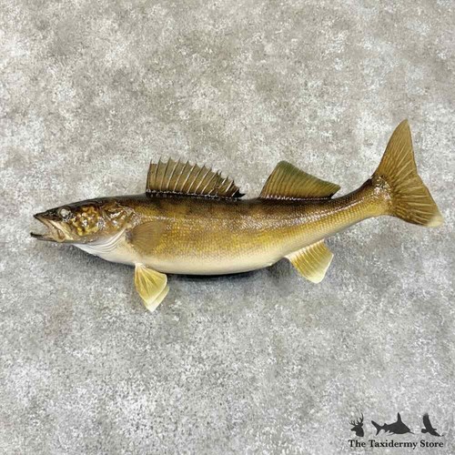 30739 23 5 walleye - p, |
