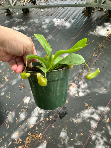 Nepenthes alata carnivorous - nepenthes,
