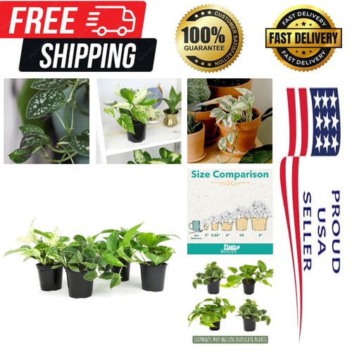 Assorted pothos plant - assorted,