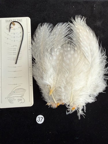 Lavender guinea fowl - fowl, feathers