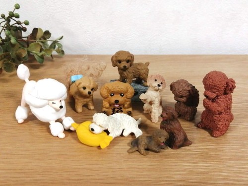 Toy poodle dog - poodle,