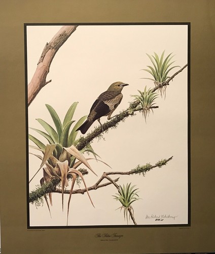 Don eckelberry tropical - don,