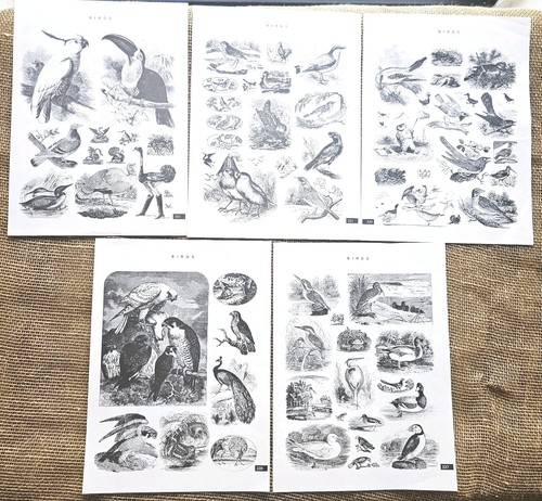 Vintage bird black white - 5,