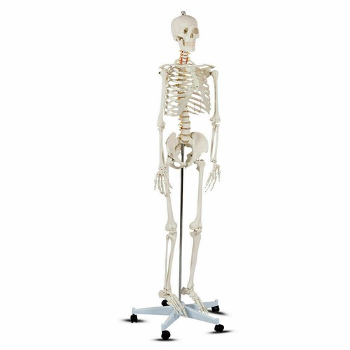 New life size - life,