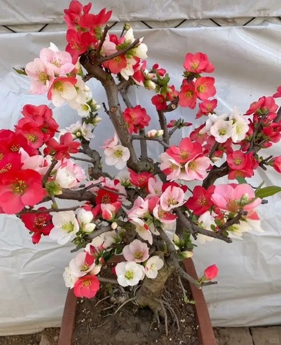 Japanese flowering quince - flowering,