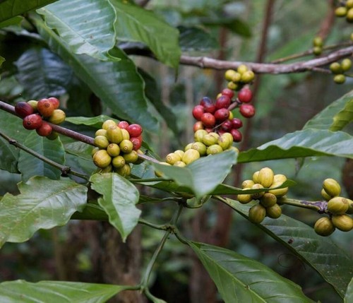 Coffea benghalensis bengal - coffea,