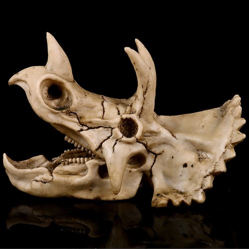 Halloween triceratops skull - halloween,