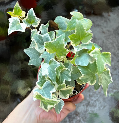 Live glacier english ivy - live,