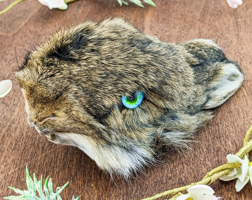 Preserved bunny rabbit head - bunny,
