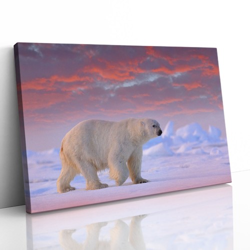 Polar bear arctic ice - bear,