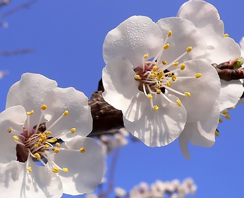 Apricot prunus armeniaca - prunus,