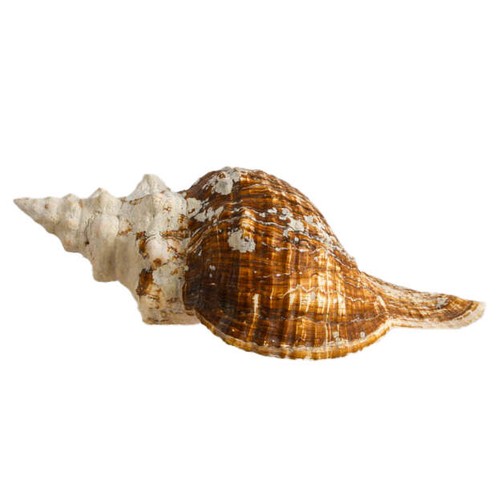 Large horse conch - large,