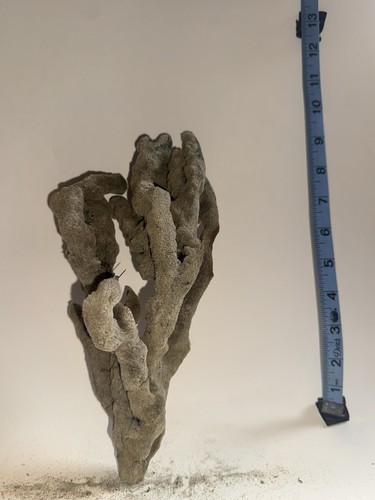 Natural branching coral - branching,