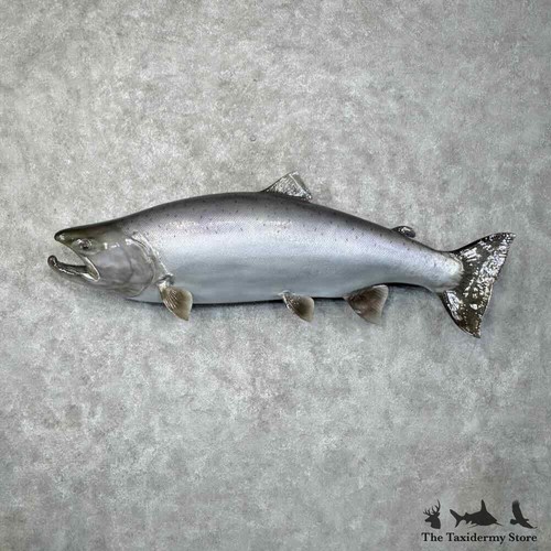 30445 60 chinook king - 60",
