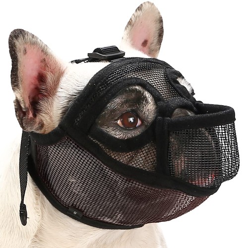 French bulldog muzzle short - bulldog, muzzle,