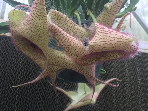 Stapelia gigantea rooted - gigantea, in