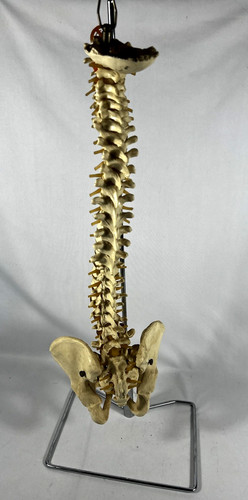 Vtg anatomical lifesize - lifesize, spine