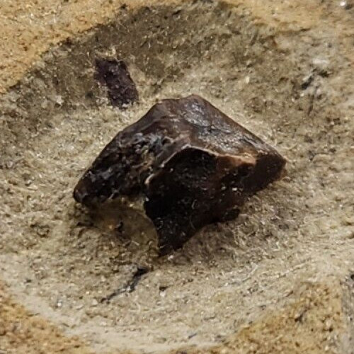 Hadrosaur tooth fossil - hadrosaur, 0.35"