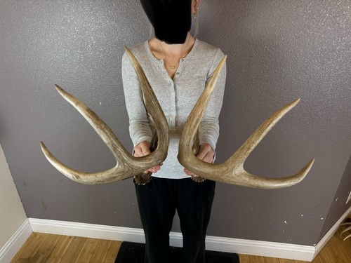 Two 4pt whitetail deer - two,