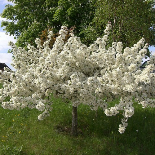 Tall crabapple - tall,