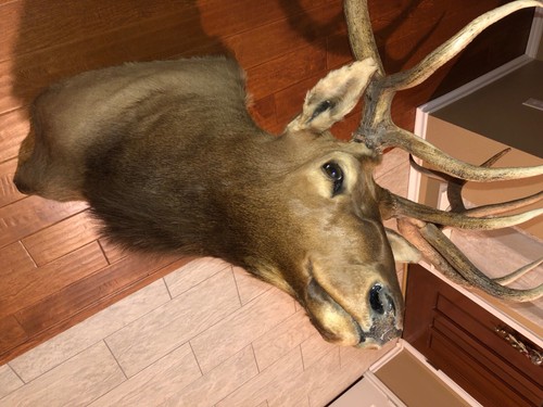 Beautiful 6x6 elk mount head
