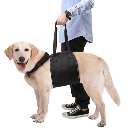 Dog support rehabilitation - dog,