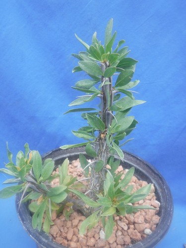 Ocotillo fouquieria splendens - ocotillo,