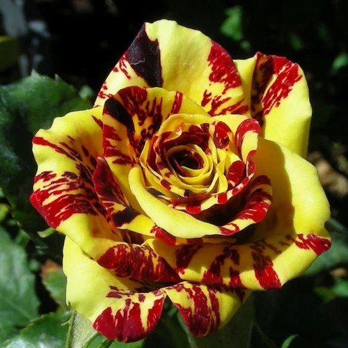Tea rose dragon tiger - rose, tiger'