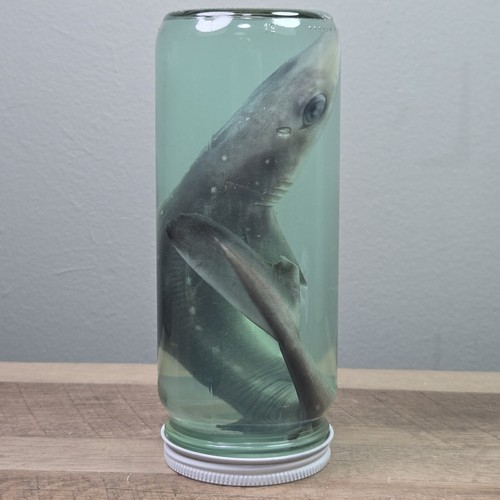 Real inch shark 7 in - inch,