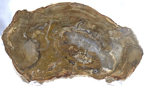 Beautiful petrified wood slab - petrified,