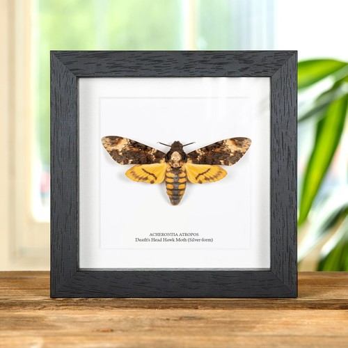Death head hawk moth - head,