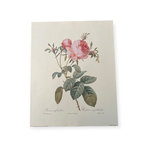 Rose vintage botanical print - rose,