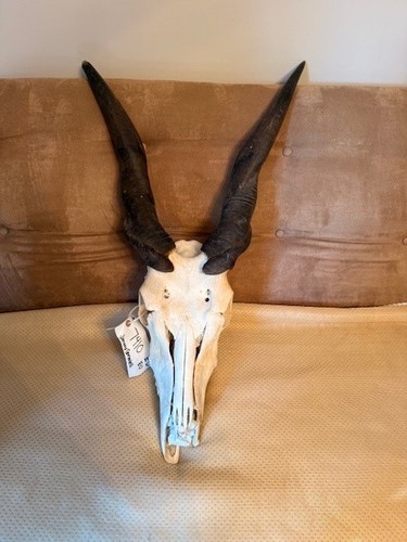 Eland skull with - skull,