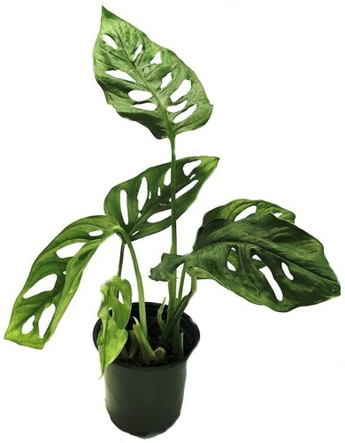 Monstera adansoni laniata - monstera,