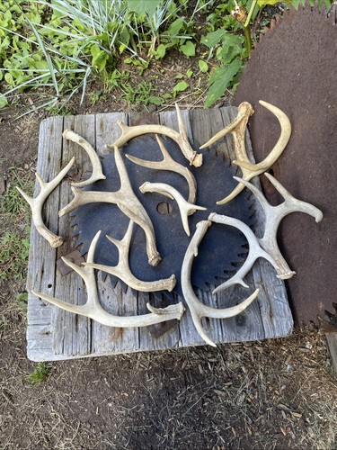 Lot whitetail deer - 12,
