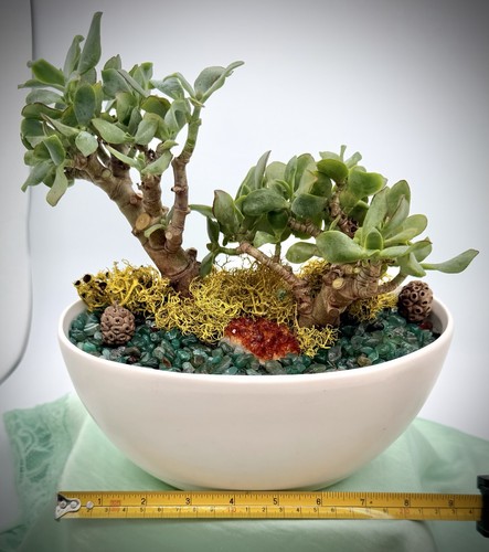 Ripple jade bonsai display zen - ripple,