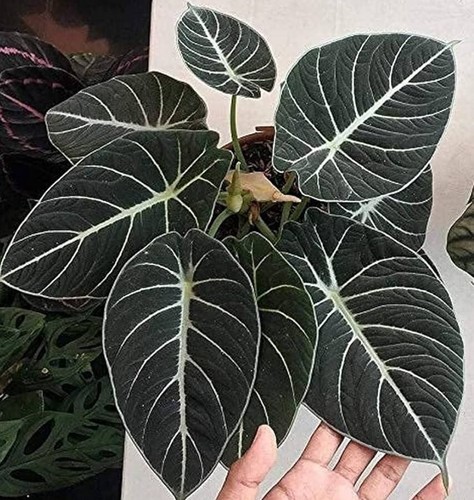 Black velvet alocasia live - black,