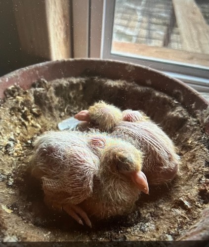 Hatching eggs white - eggs,