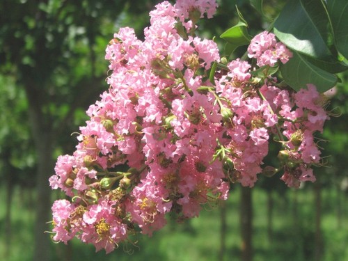 Pink crape myrtle - pink, 12-18"