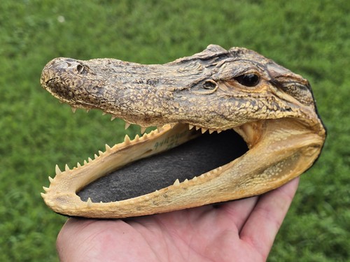 Genuine alligator head - genuine,