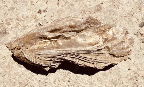 Rare fossil giant oyster sea - rare,