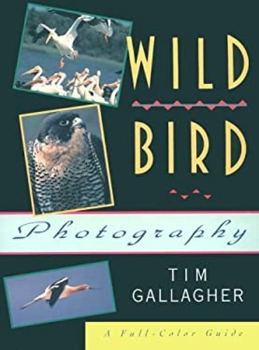 Wild bird photography - bird,