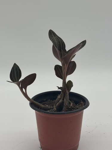 Jewel orchid ludochilus sea - ludochilus, ‘sea