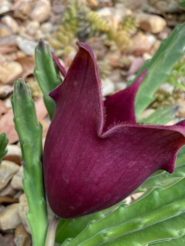 Black bell stapelia live - bell,