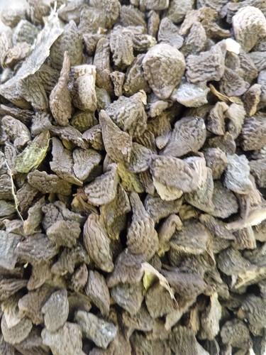 Angel trumpet tree seeds - angel,