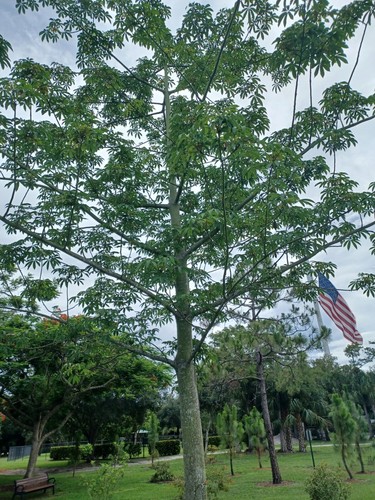 Silk cotton tree - cotton, seeds